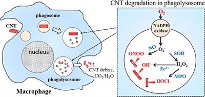 Biodegradation of Carbon Nanotubes by Macrophages